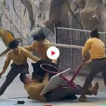 Orso nero attacca addestratore cina fi