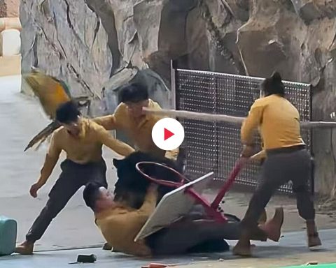 Orso nero attacca addestratore cina fi