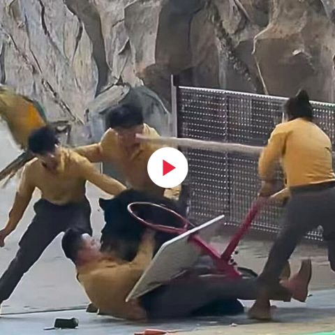 Orso nero attacca addestratore cina fi