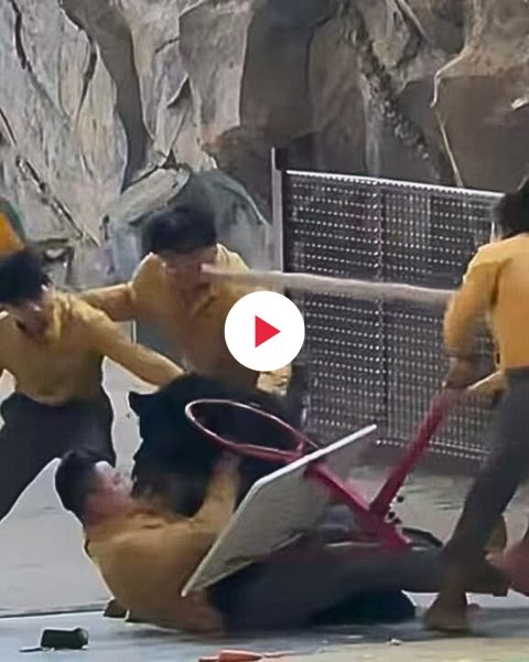 Orso nero attacca addestratore cina fi