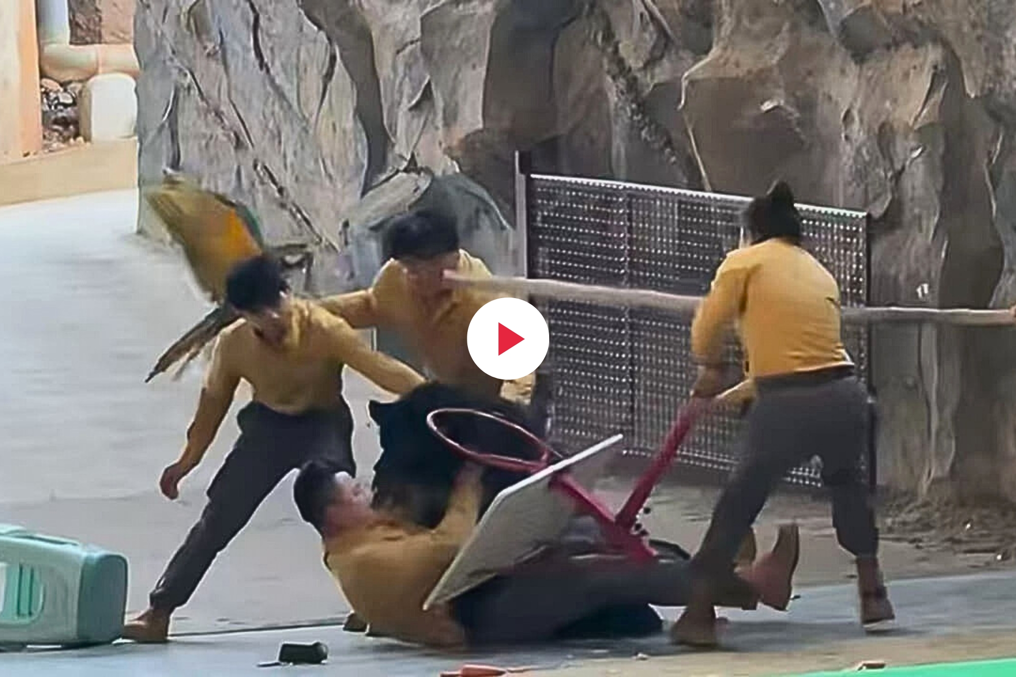 Orso nero attacca addestratore cina fi