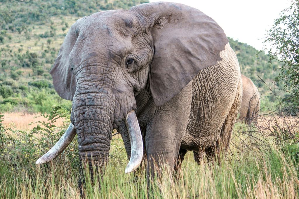 Elefante africano canva