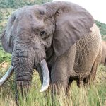 Elefante africano canva