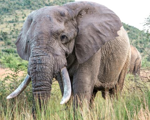 Elefante africano canva