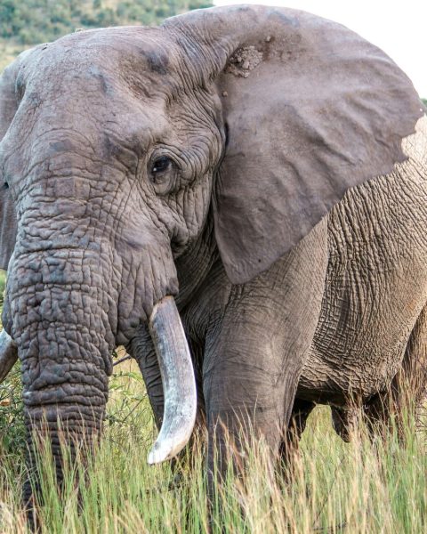 Elefante africano canva