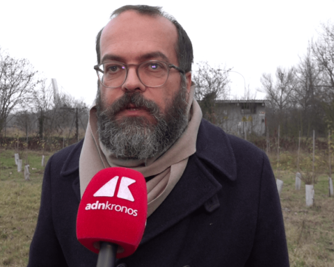 KilometroVerdeParma, più alberi diffusi in città per combattere caldo e cemento