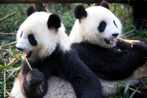 Panda cina giappone archivio canva