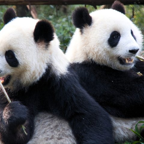 Panda cina giappone archivio canva