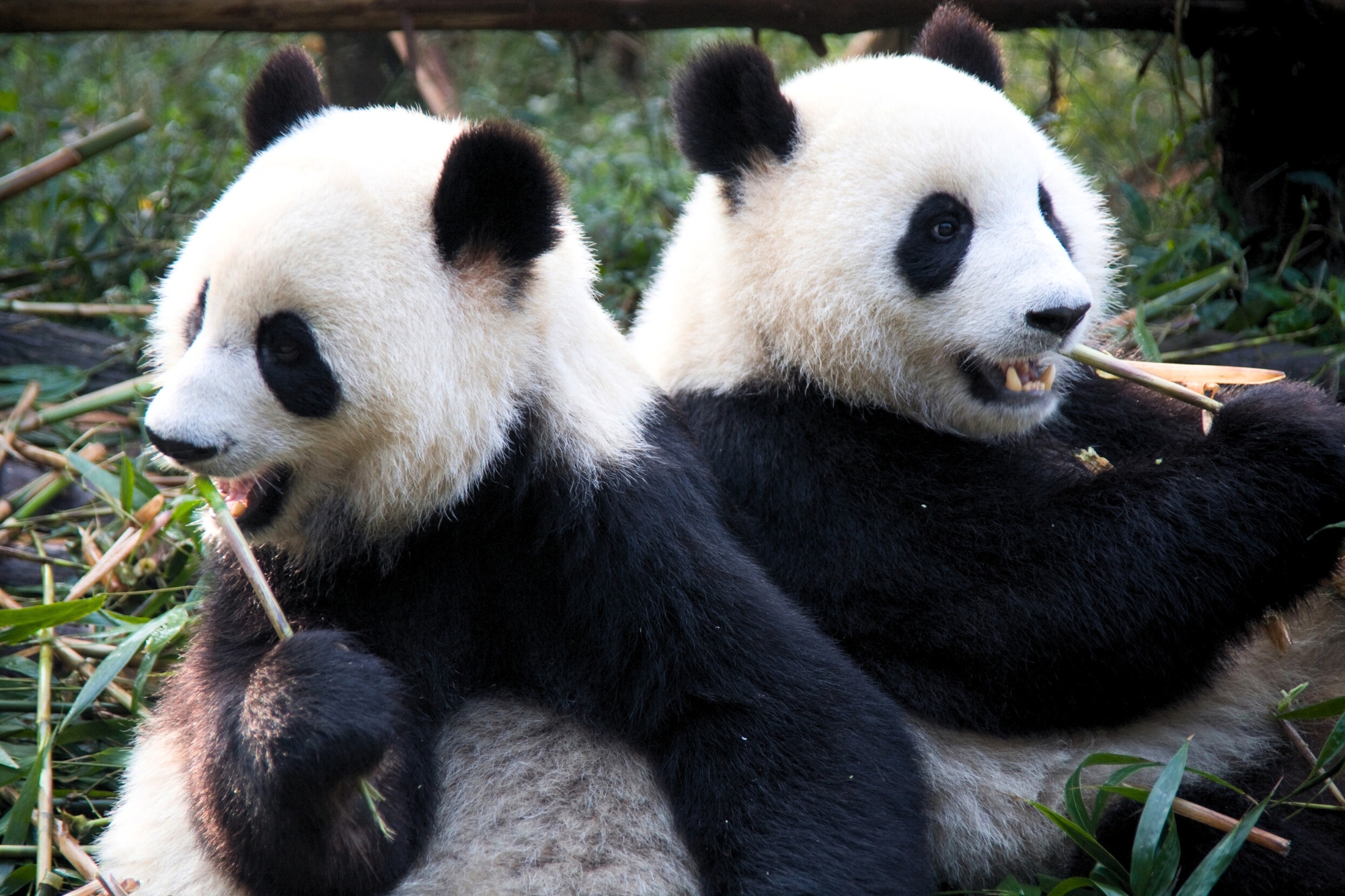 Panda cina giappone archivio canva