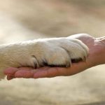 Capodanno, Wwf: "Stop ai botti, ecco gli effetti sugli animali"