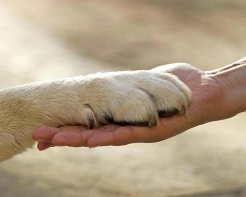 Capodanno, Wwf: "Stop ai botti, ecco gli effetti sugli animali"