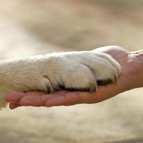 Capodanno, Wwf: "Stop ai botti, ecco gli effetti sugli animali"