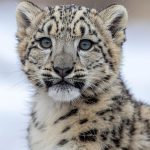 Leopardo neve canva