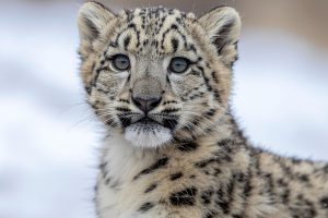 Leopardo neve canva