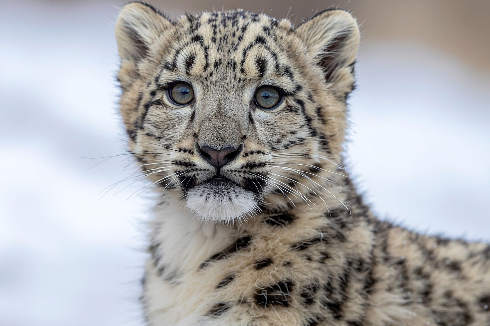 Leopardo neve canva