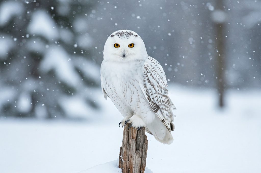Gufo delle nevi svezia canva