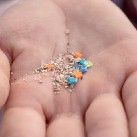 Microplastiche corpo canva