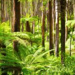 Alberi foresta canva