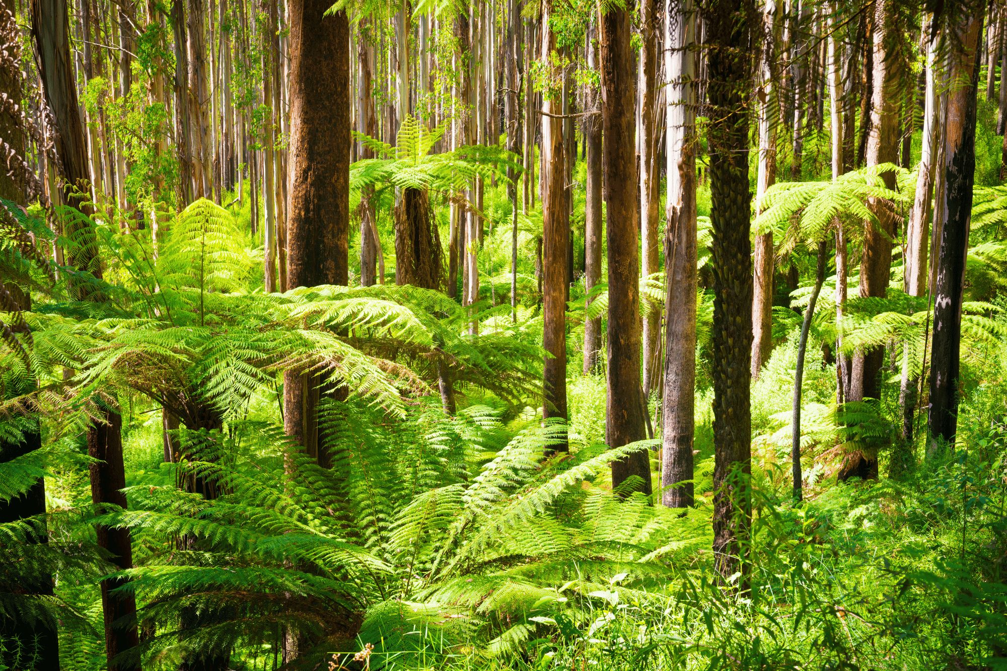 Alberi foresta canva