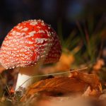 Funghi carbonio storyb