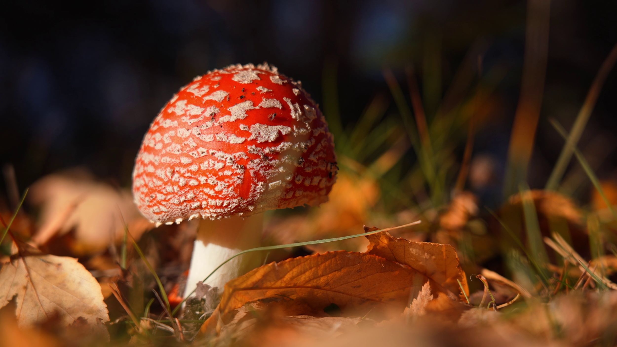 Funghi carbonio storyb