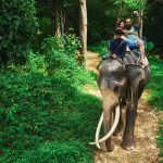 Cavalcare elefante canva