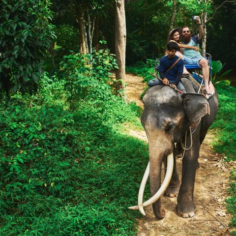 Cavalcare elefante canva