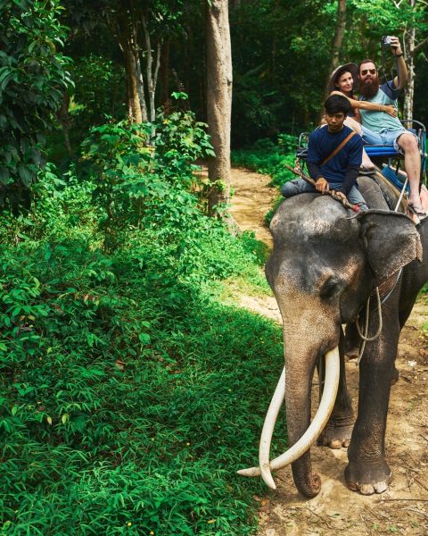 Cavalcare elefante canva