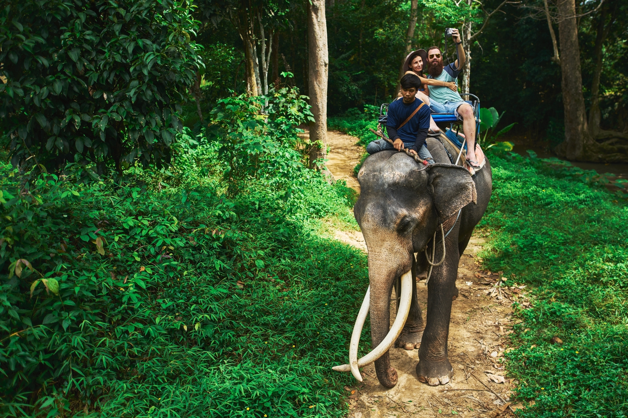 Cavalcare elefante canva