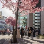 Fiori ciliegio japan ftg ipa