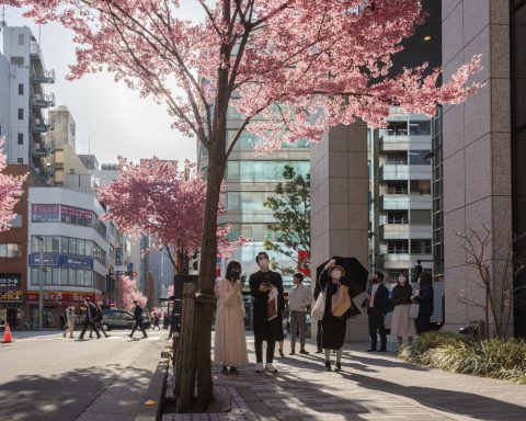 Fiori ciliegio japan ftg ipa