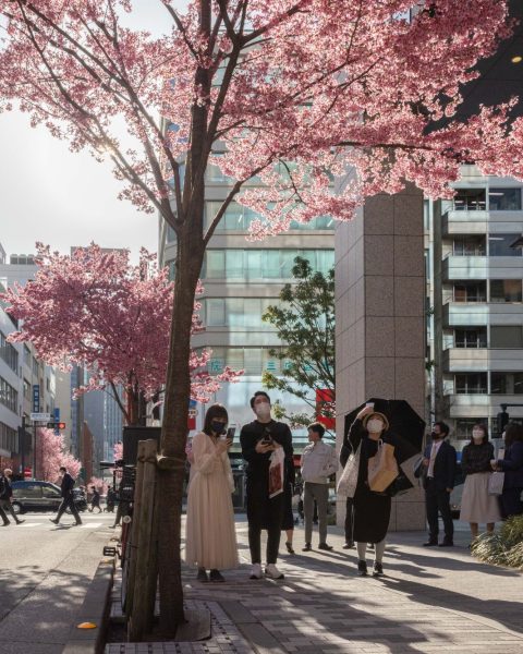 Fiori ciliegio japan ftg ipa