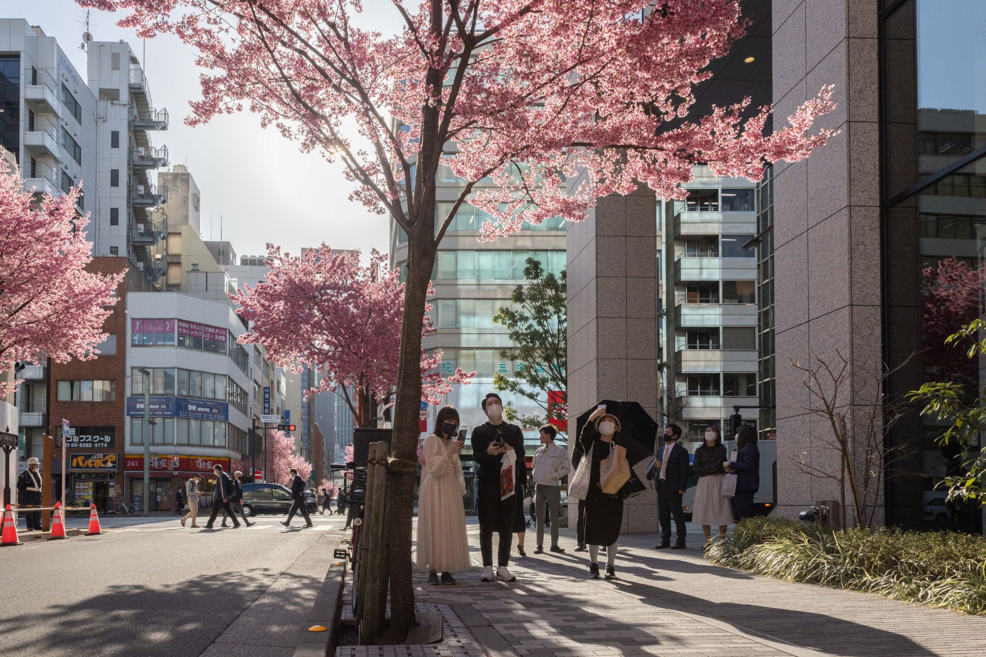 Fiori ciliegio japan ftg ipa