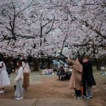 Fiori di ciliegio giappone ftg ipa