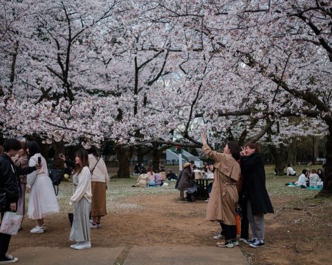 Fiori di ciliegio giappone ftg ipa