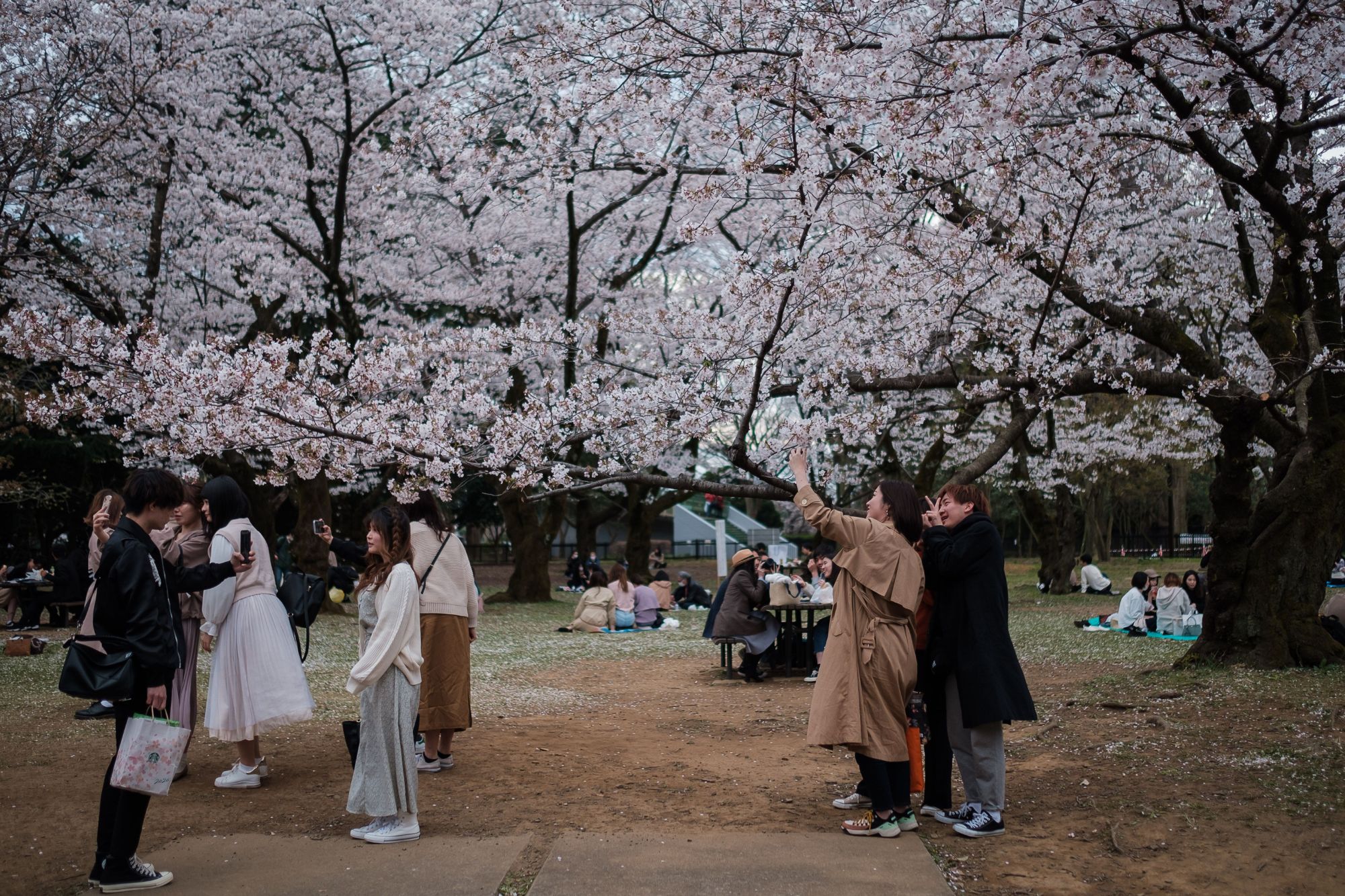 Fiori di ciliegio giappone ftg ipa
