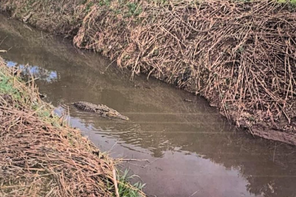 Alligatore paestum facebook