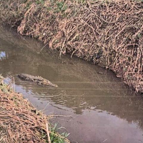 Alligatore paestum facebook