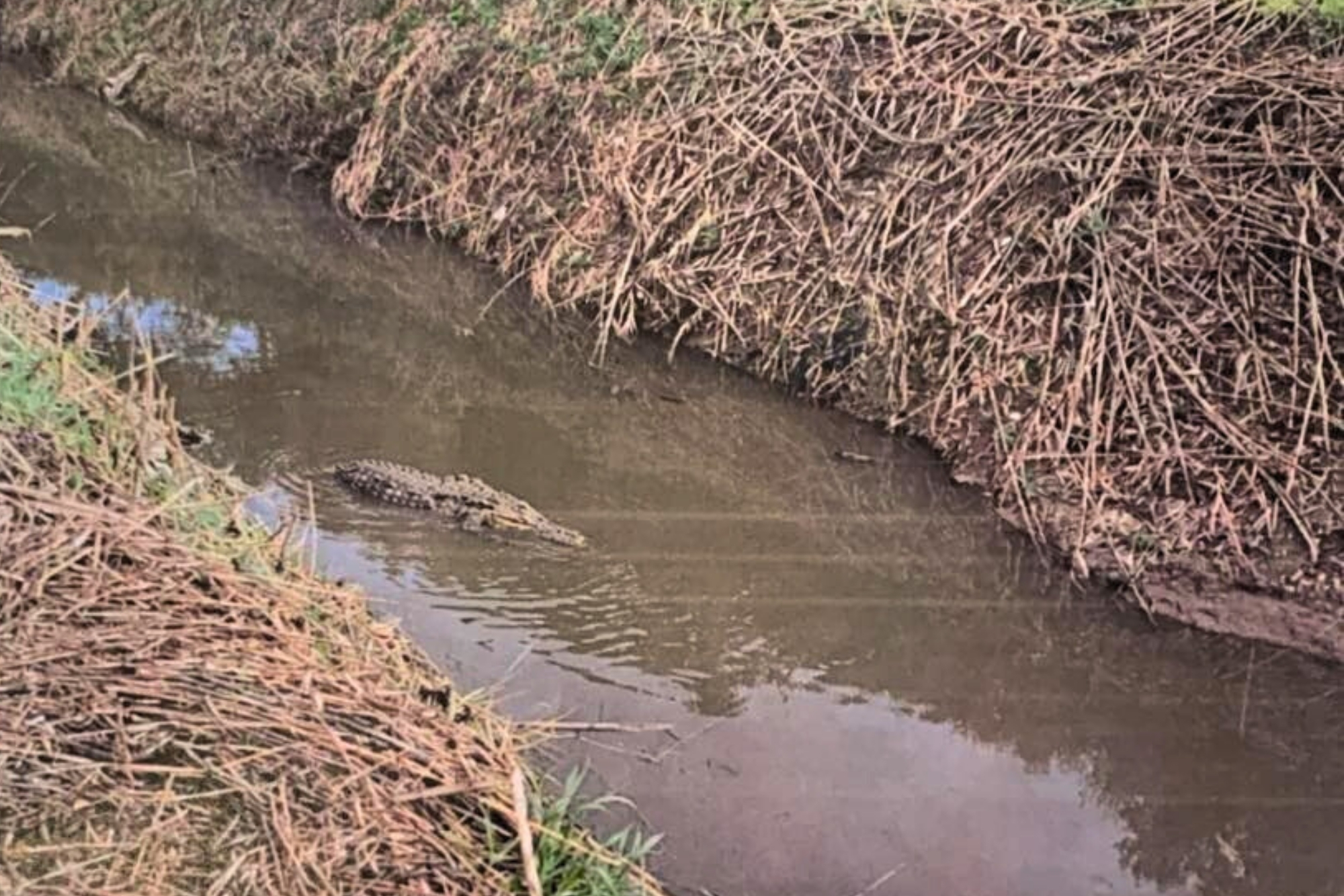 Alligatore paestum facebook