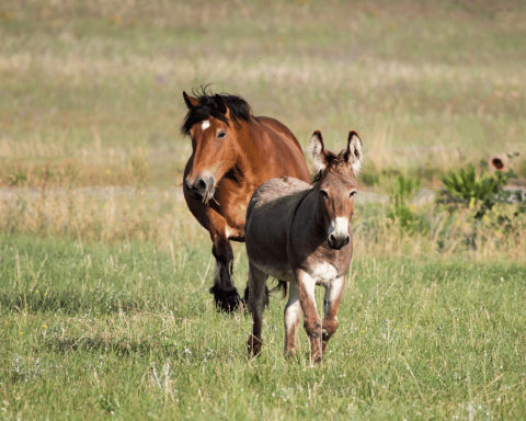 Cavallo asino