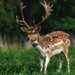 Cervo regno unito canva