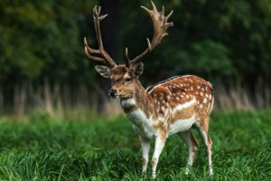 Cervo regno unito canva