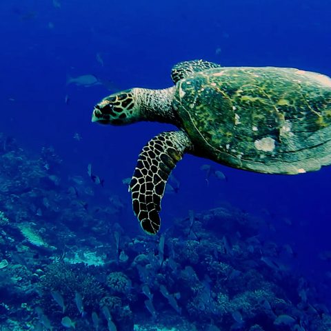 Biodiversità Ue storyb