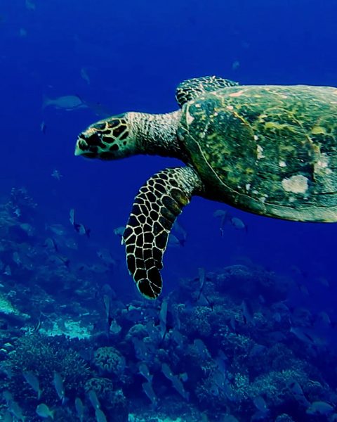 Biodiversità Ue storyb