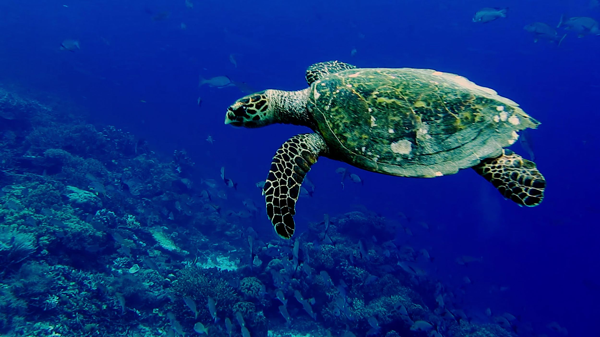 Biodiversità Ue storyb