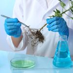 Pianta bioibrida studio università bolzano