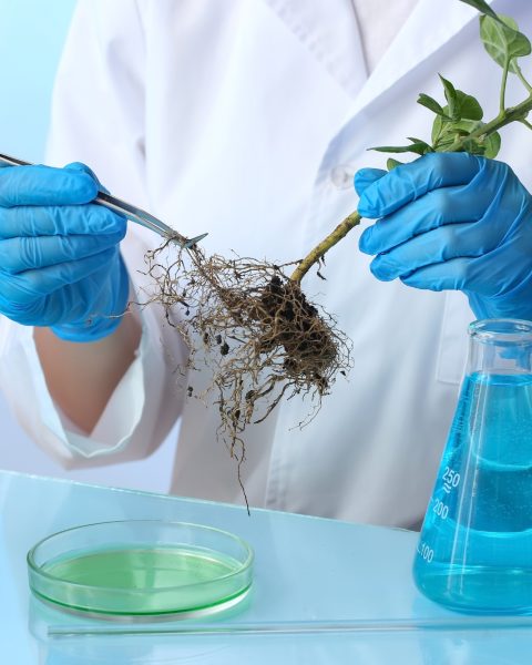 Pianta bioibrida studio università bolzano