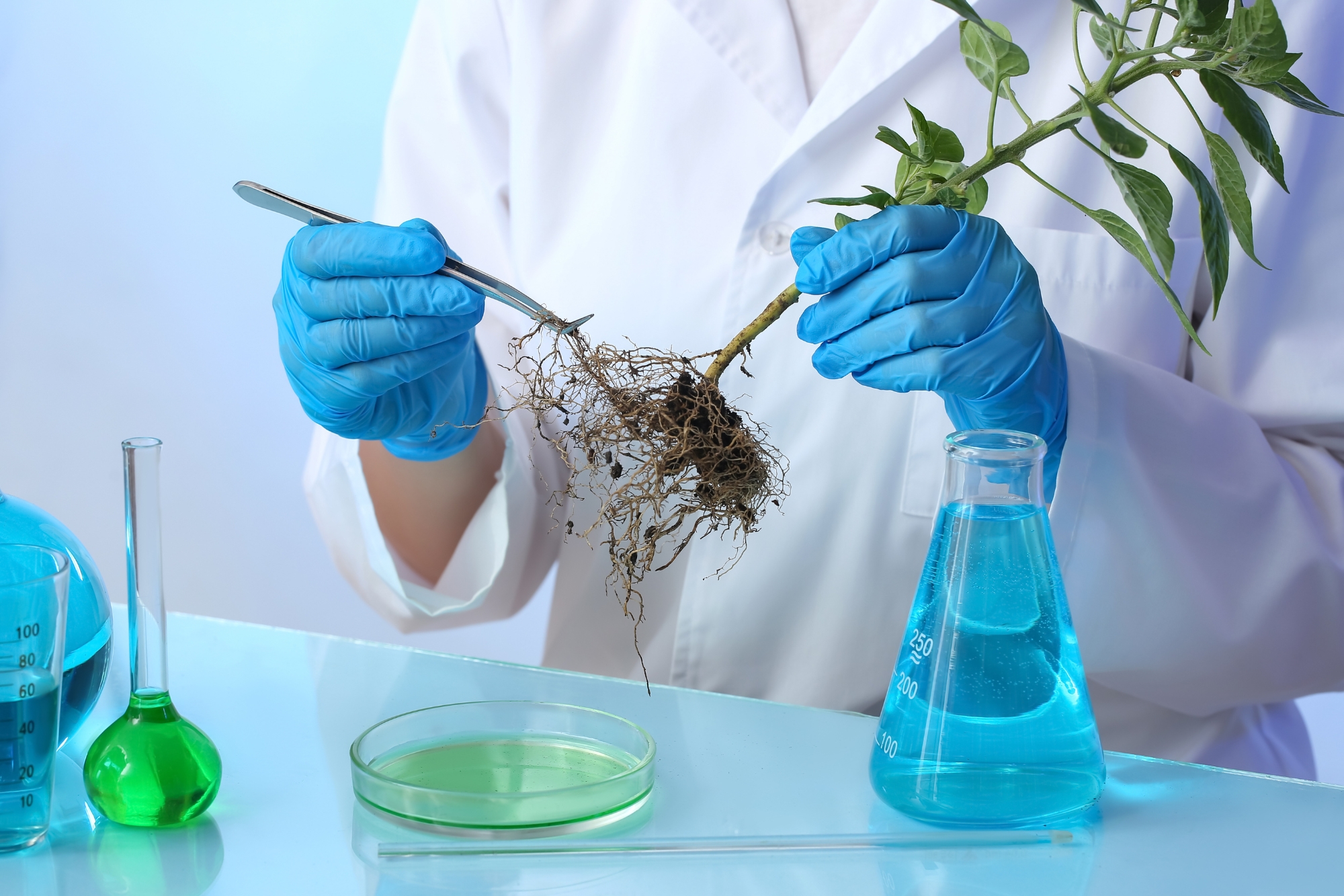 Pianta bioibrida studio università bolzano