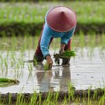 Coltivatore di riso canva