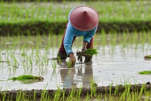 Coltivatore di riso canva